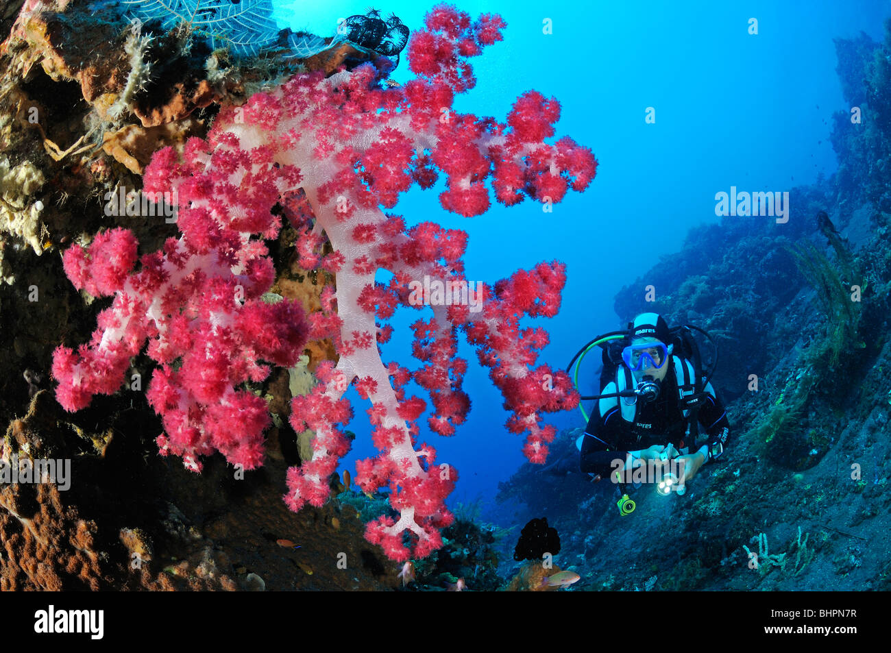 Dendronephthya klunzingeri, scuba diver con colorate barriere coralline e coralli molli, Alam Batu, Housereef, Bali Foto Stock