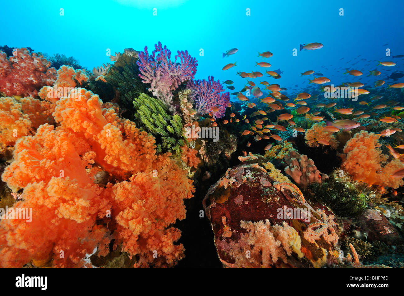 Dendronephthya klunzingeri, Pseudanthias sp., colorata barriera corallina con anthias, Gili Mimpang, Candidasa, Bali Foto Stock