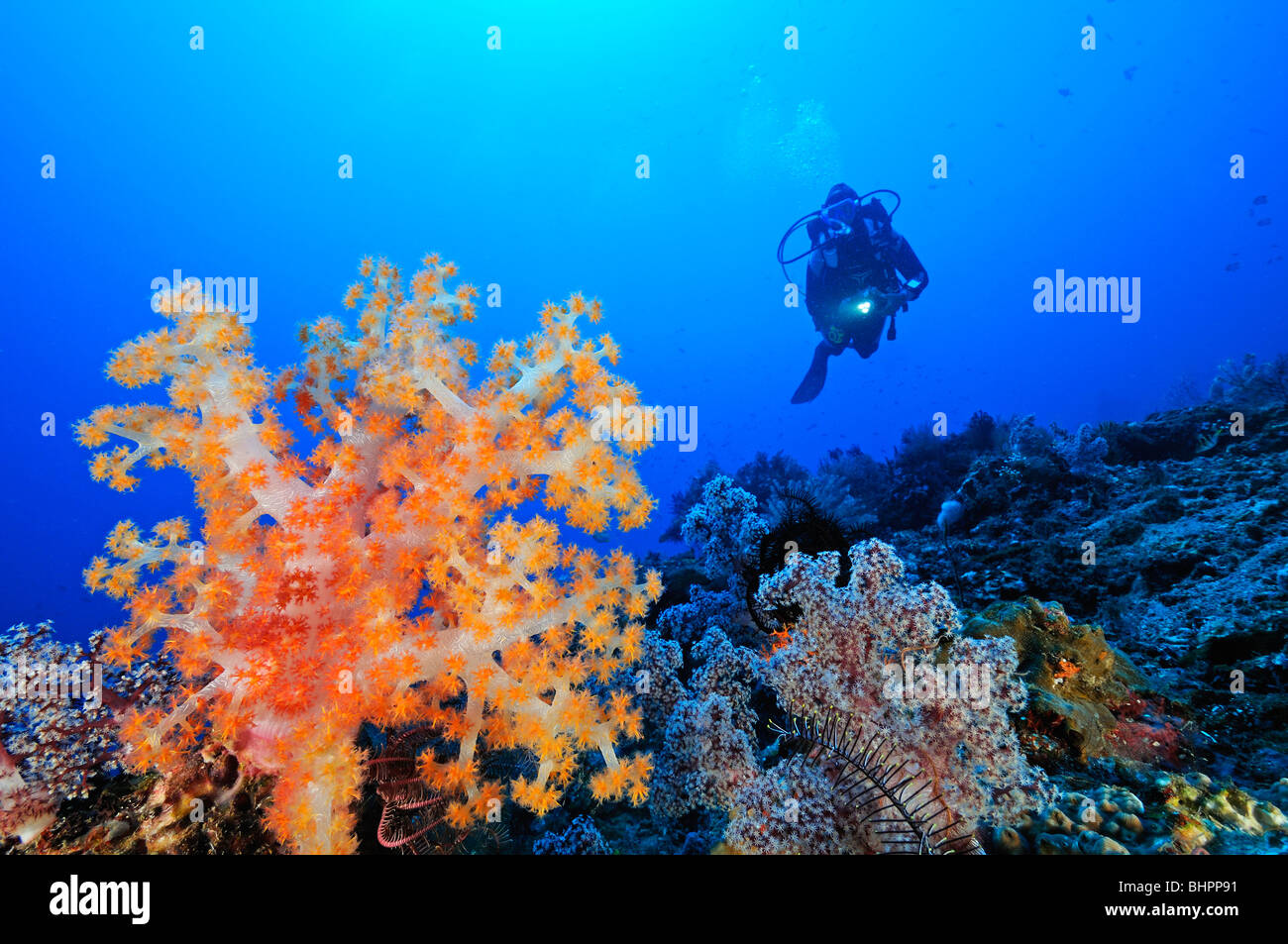 Dendronephthya klunzingeri, subacqueo e colorata barriera corallina, coralli molli e canna spugna, Jemeluk, Cemeluk, Amed, Bali Foto Stock