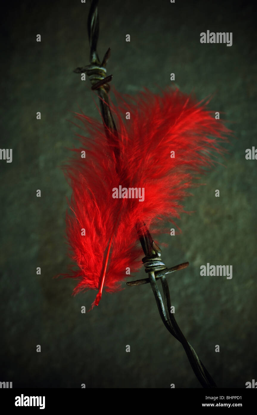 Red Feather bloccato in un barbwire Foto Stock