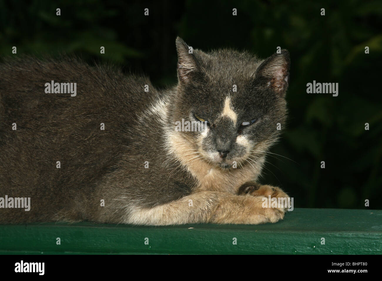 Gatto Selvatico Felis silvestris catus a Grotta delle Felci in Kauai, Hawaii Foto Stock