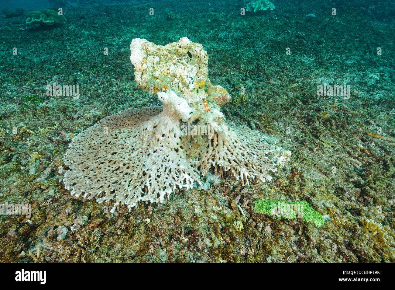 Acropora clathrata, rotte tabella di corallo morto a Coral reef, Candidasa, Bali, Indonesia, Indo-pacifico Ocean Foto Stock