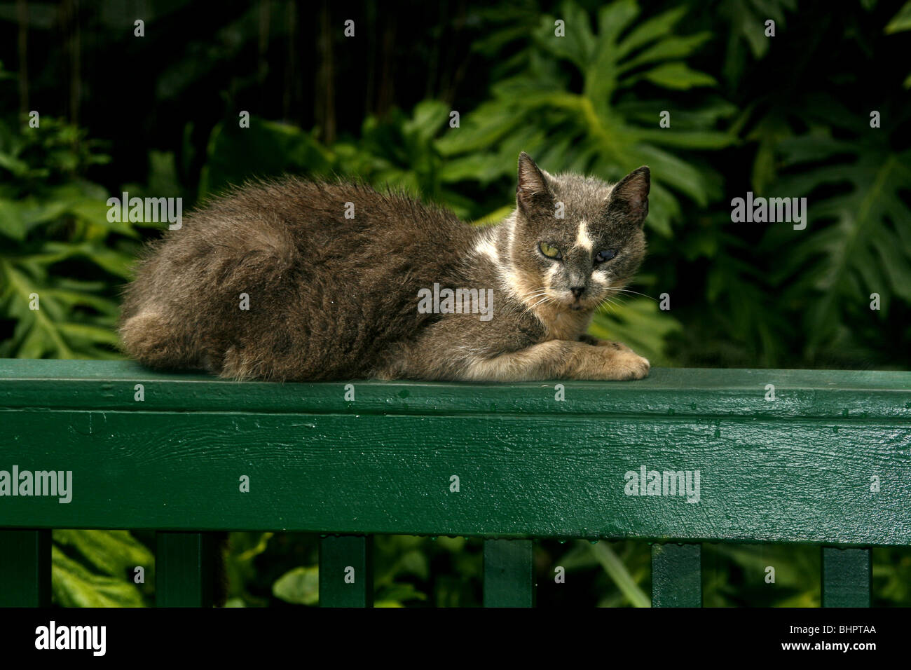 Gatto Selvatico Felis silvestris catus a Grotta delle Felci in Kauai, Hawaii Foto Stock