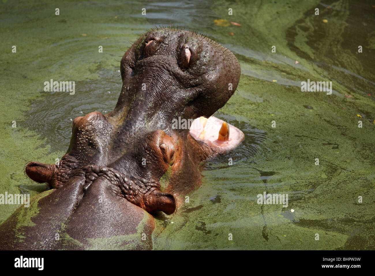 Hippo nuotare nel fiume di acqua Foto Stock