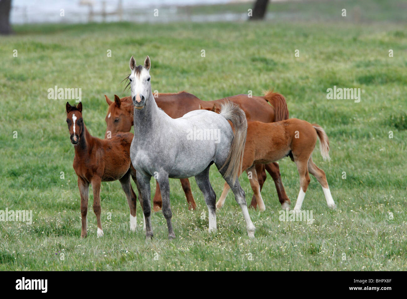 Cavalli arabi, fattrici e puledri sul prato, regione di Alentejo, Portogallo Foto Stock