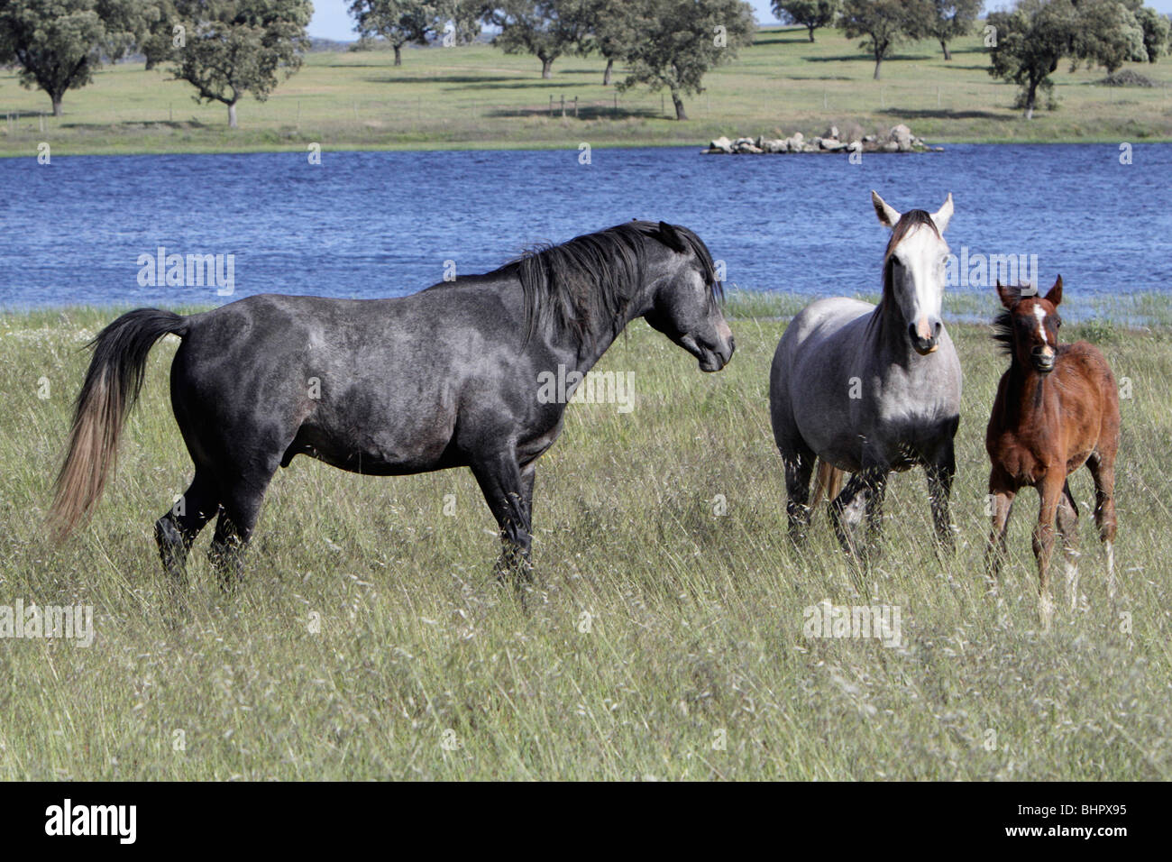 Cavalli arabi, stallone, mare e puledro sul prato, regione di Alentejo, Portogallo Foto Stock