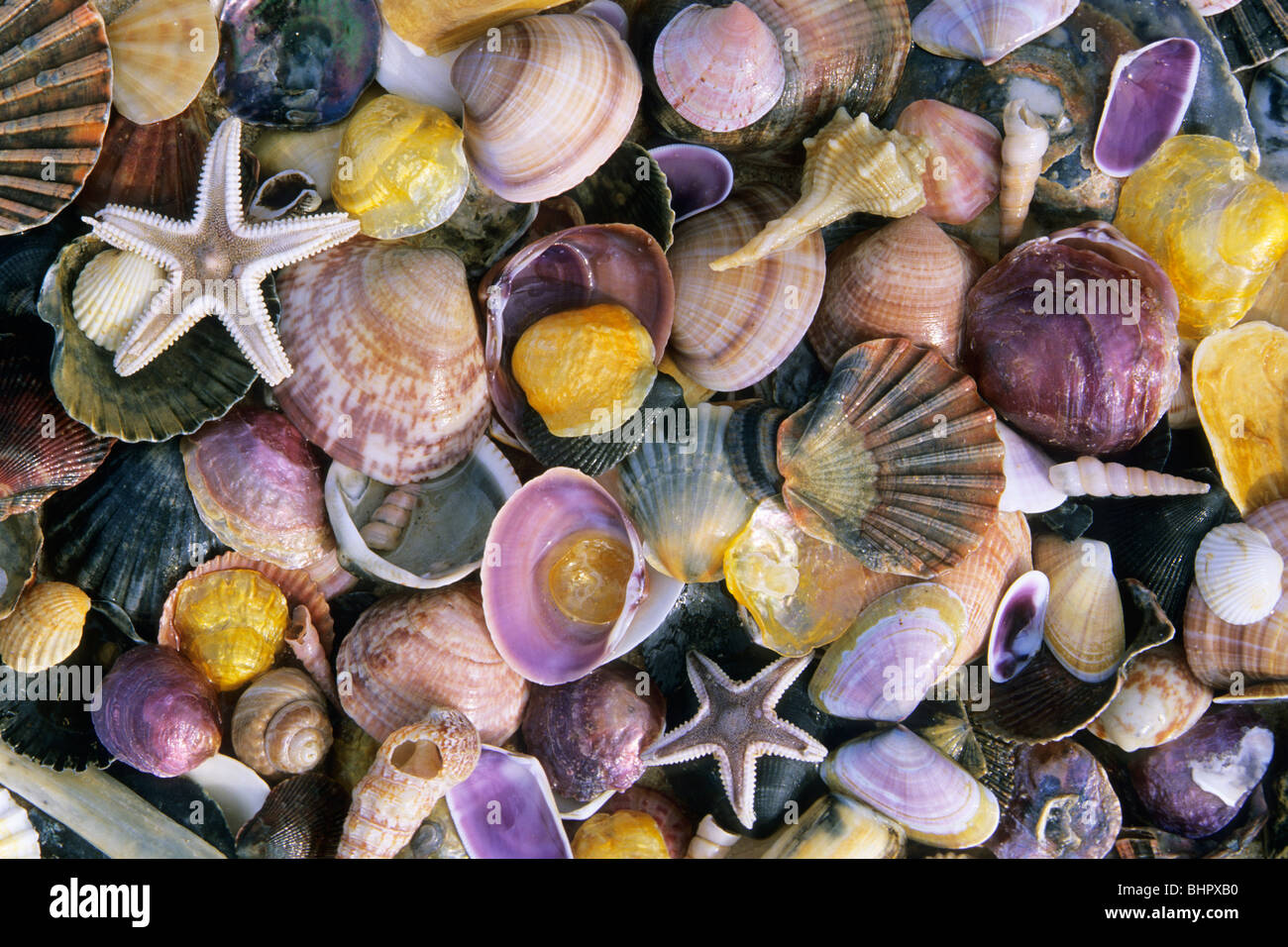 Atlantic mescolato le conchiglie e stelle marine, sulla spiaggia di Coto Donana National Park, Andalusia Spagna del Sud Foto Stock
