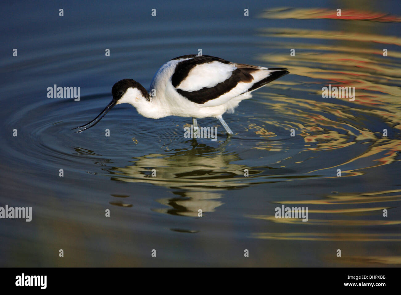 Avocet (Recurvirostra avosetta), alla ricerca di cibo, Texel Holland Foto Stock