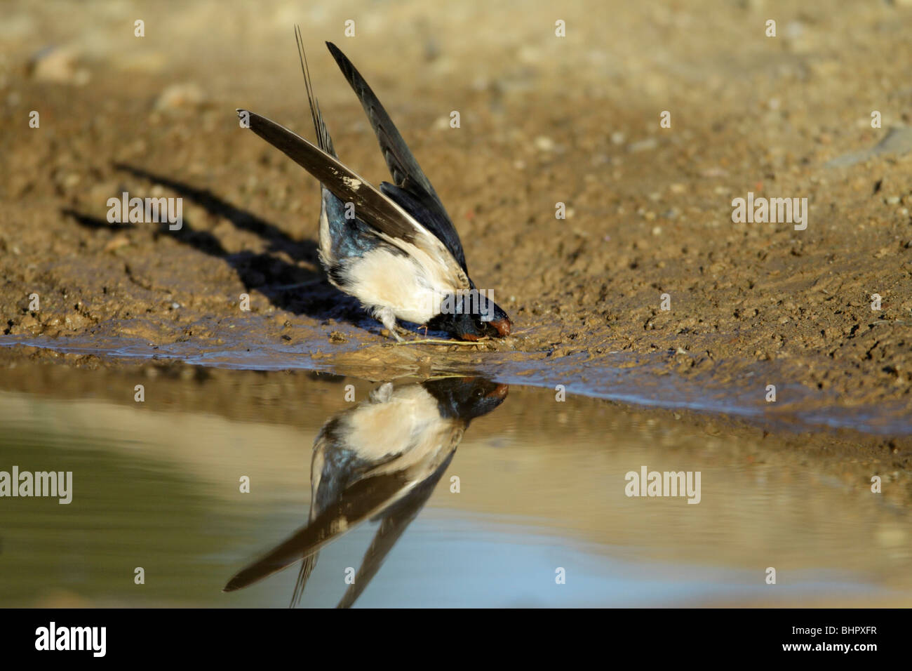 Barn Swallow (Hirundo rustica), la raccolta di materiale di nido dal pool, Portogallo Foto Stock