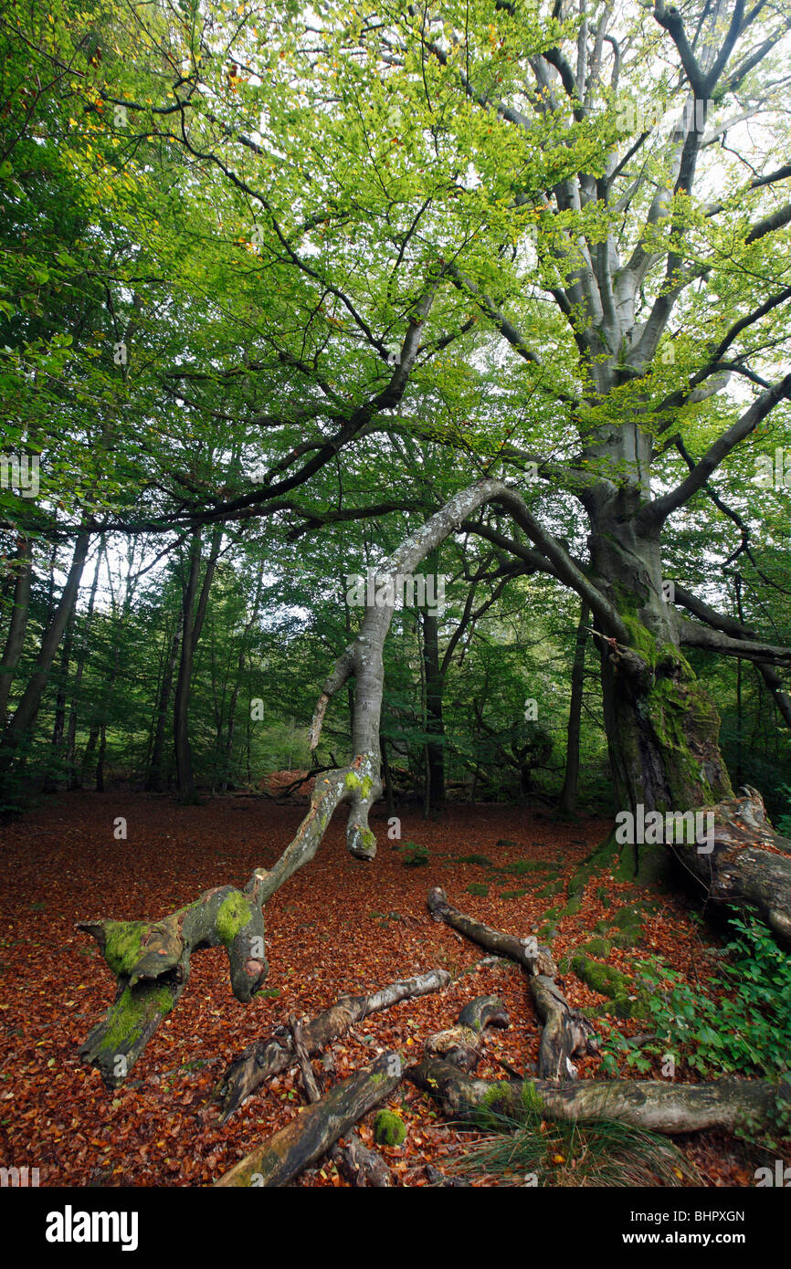 Antica foresta all'inizio dell'autunno, Sababurg National Park, Nord Hessen, Germania Foto Stock