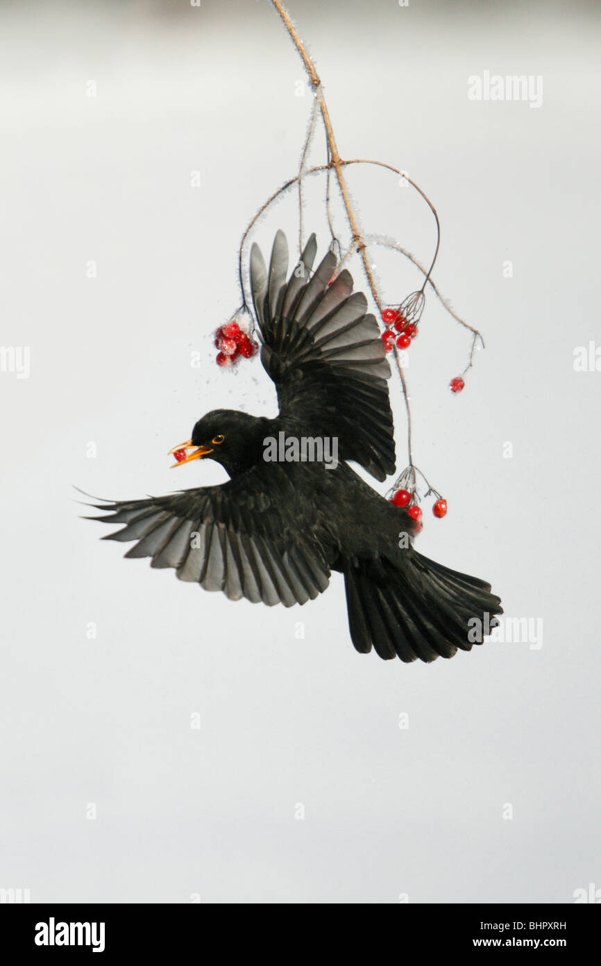 Merlo (Turdus merula), in volo, alimentando il Viburno bacche di Rosa in inverno Foto Stock