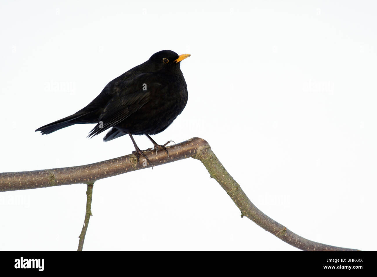 Merlo (Turdus merula), seduto sul ramo in inverno, Germania Foto Stock