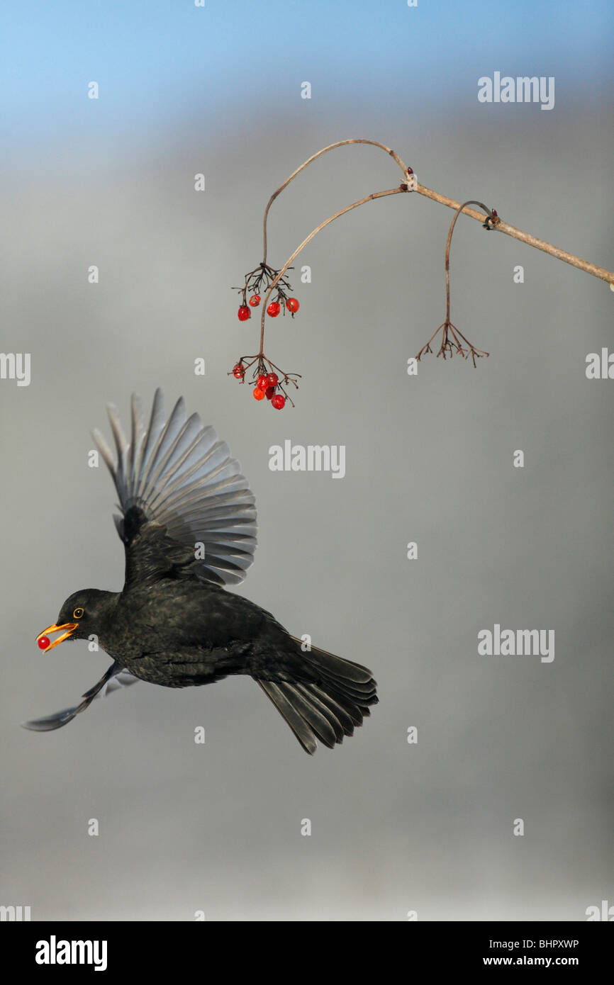 Merlo (Turdus merula), alimentando il Viburno bacche di Rosa in inverno, Germania Foto Stock