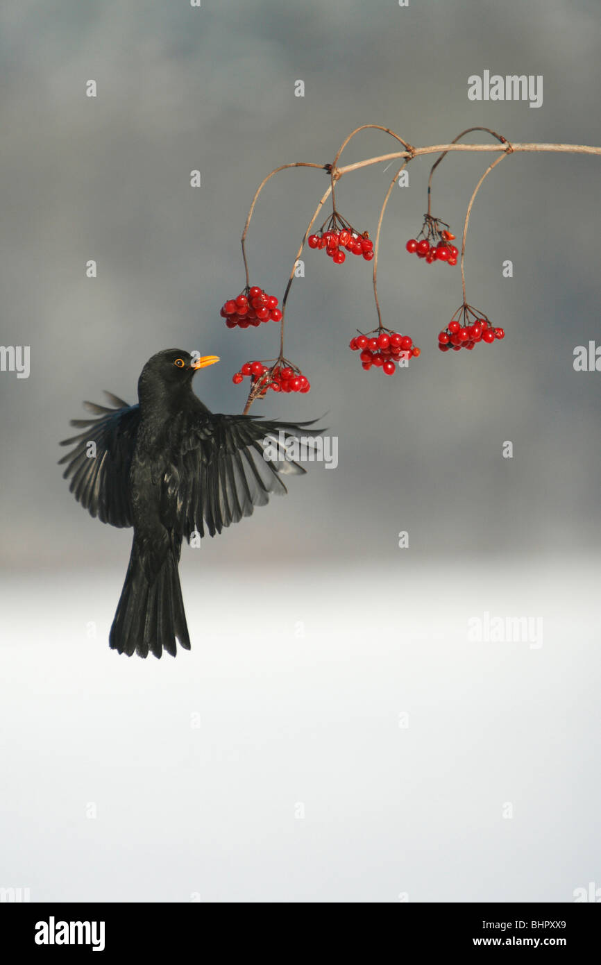 Merlo (Turdus merula), alimentando il Viburno bacche di Rosa in inverno, Germania Foto Stock