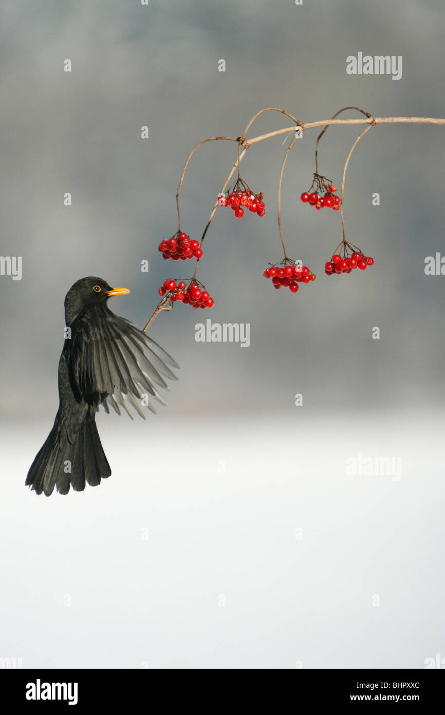 Merlo (Turdus merula), alimentando il Viburno bacche di Rosa in inverno, Germania Foto Stock