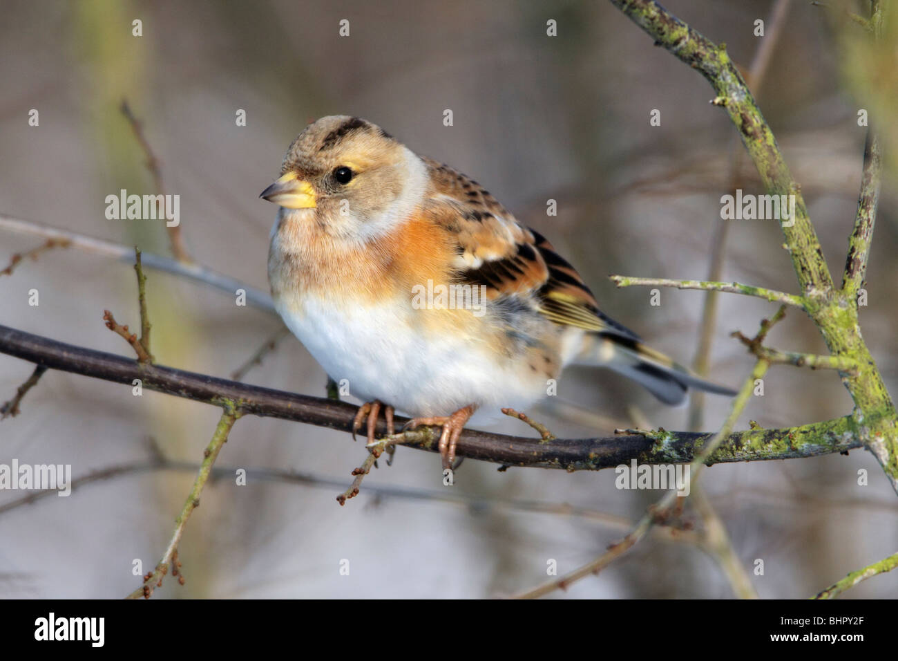 Brambling (Fringilla montifringilla), appollaiato sul ramo in inverno, Germania Foto Stock