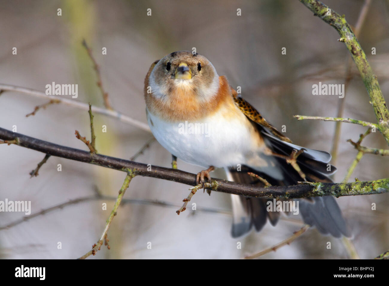 Brambling (Fringilla montifringilla), stretching ala, in inverno, Germania Foto Stock