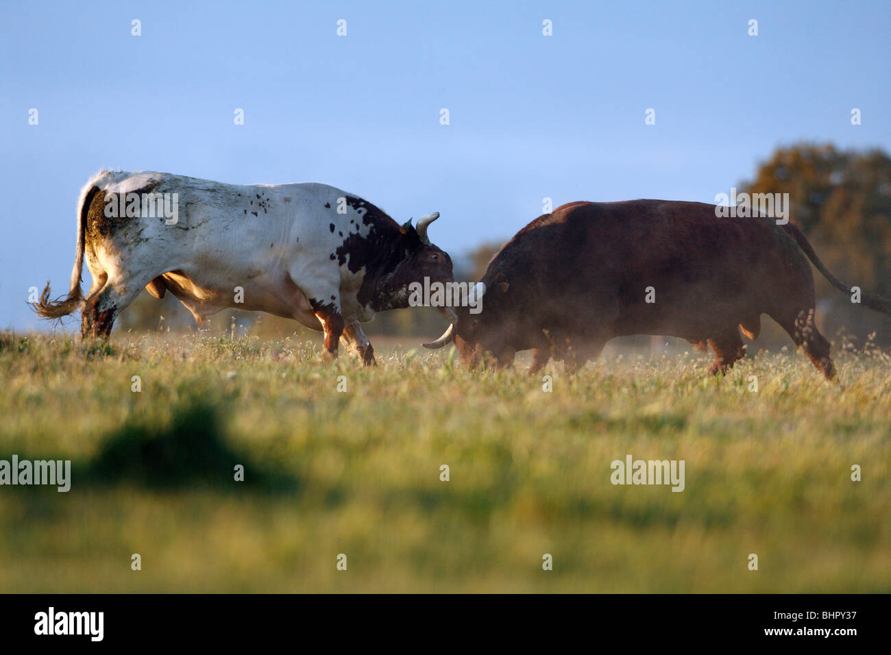 Tori domestici, due animali combattimenti, Alentejo, Portogallo Foto Stock