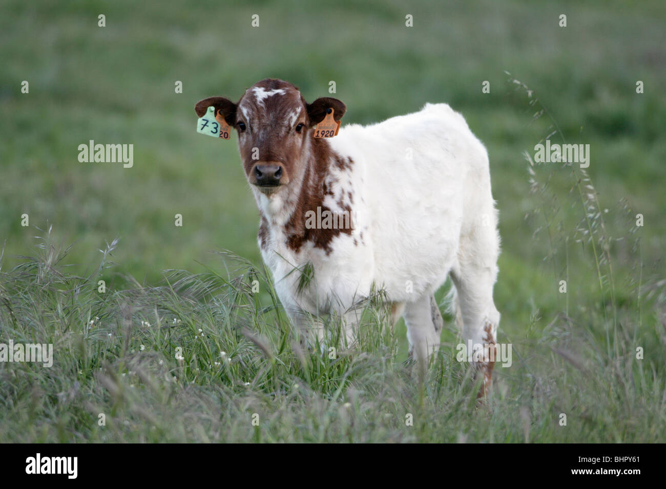 Bovini, vitello con marchi auricolari, carni bovine di razza, Portogallo Foto Stock