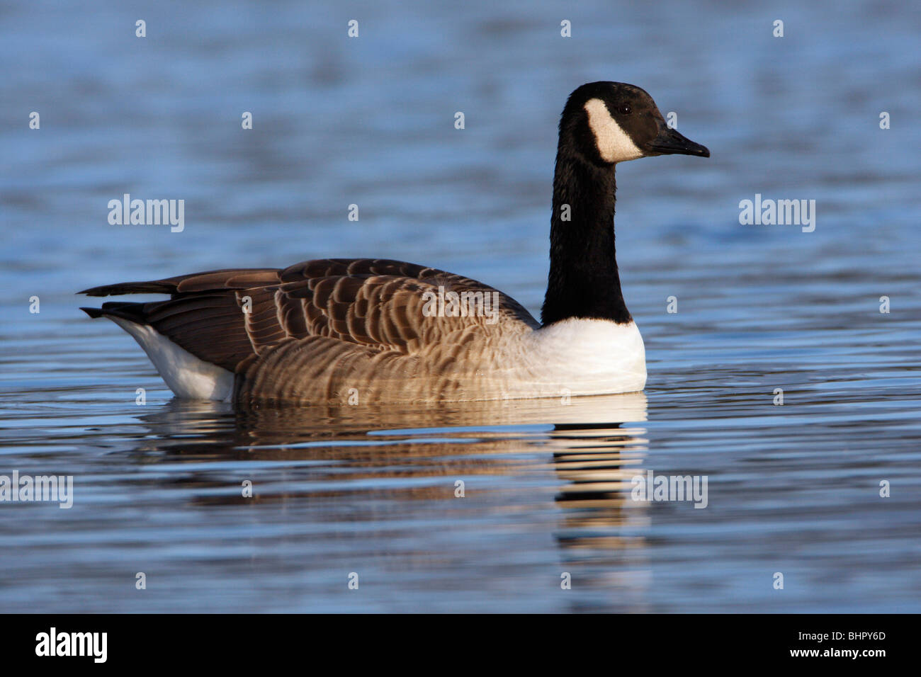 Canada Goose (Branta canadensis), piscina sul lago, Northumberland, England, Regno Unito Foto Stock