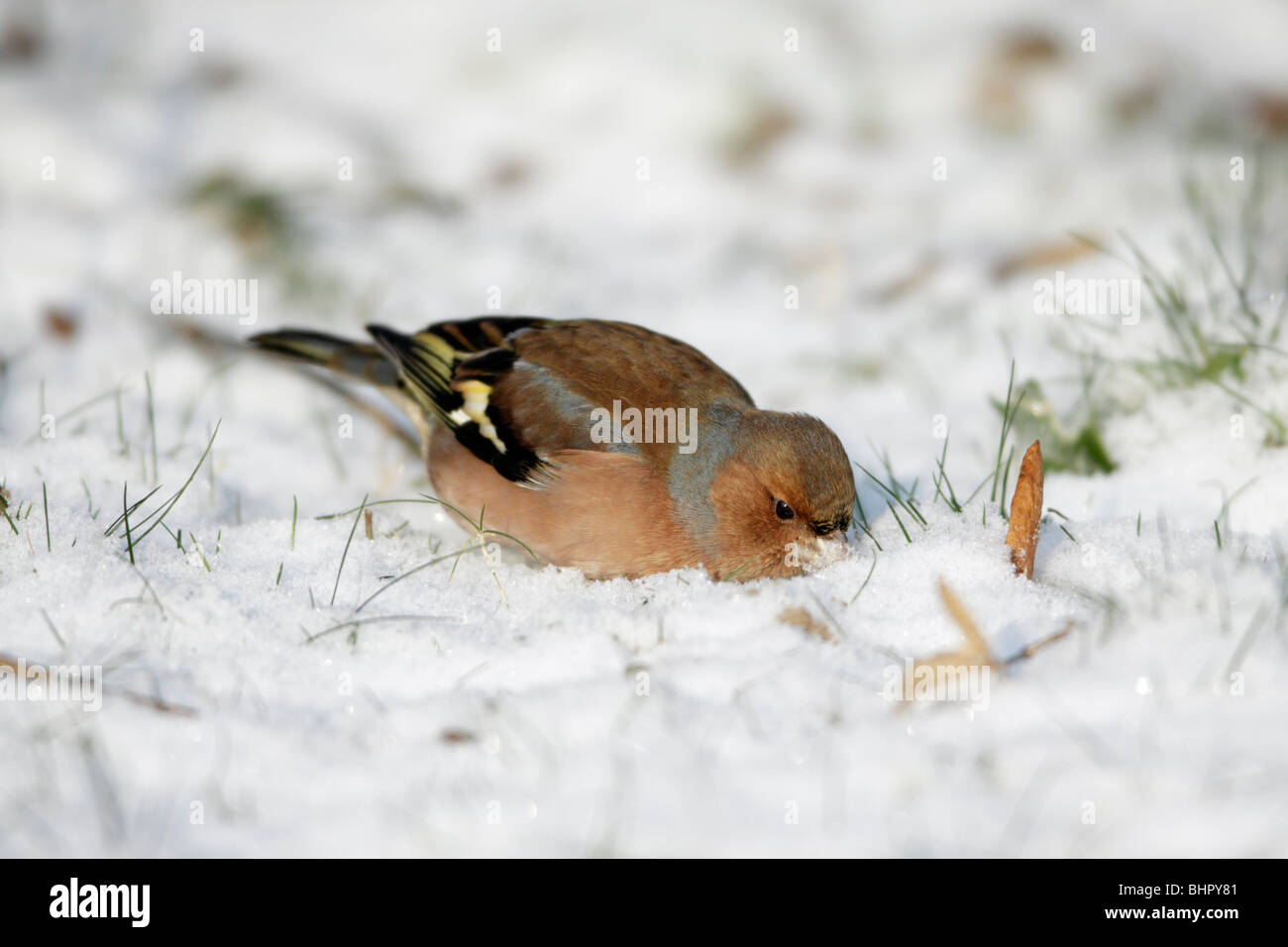 Fringuello, (Fringilla coelebs), alimentazione maschio sul terreno in inverno, Germania Foto Stock