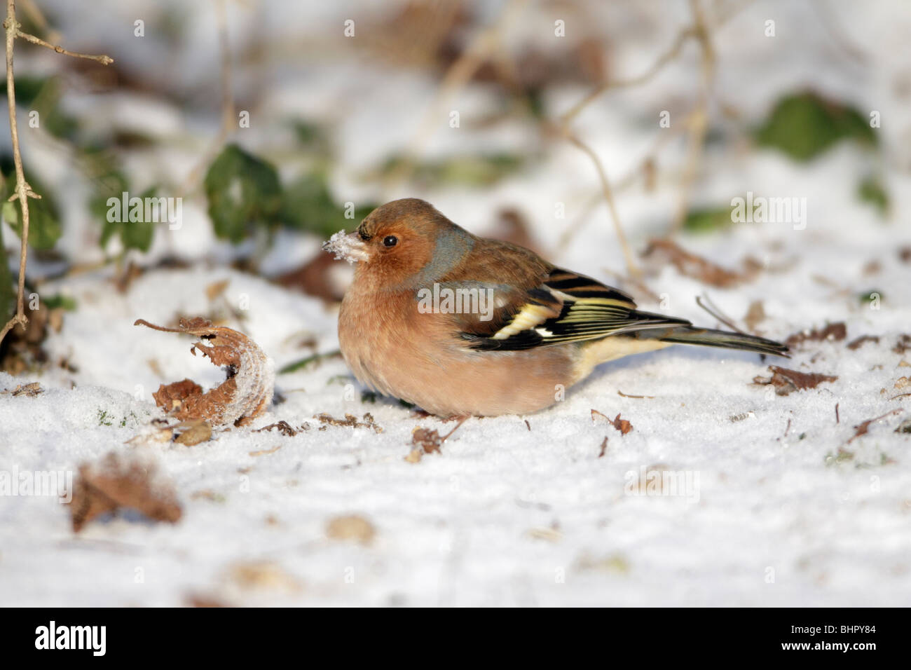 Fringuello, (Fringilla coelebs), alimentazione maschio sul terreno in inverno, Germania Foto Stock