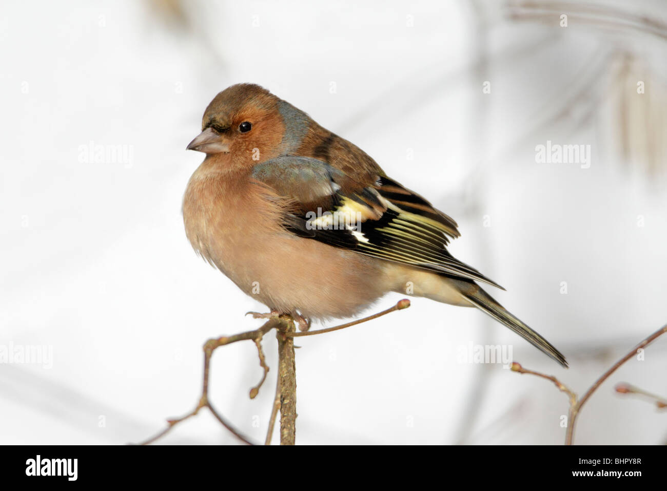 Fringuello, (Fringilla coelebs), maschio appollaiato sul ramo in inverno, Germania Foto Stock