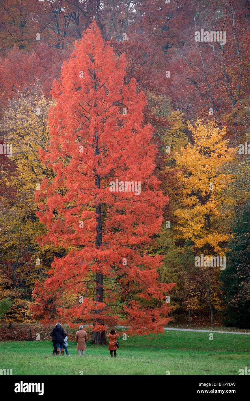 Swamp Cypress / cipresso calvo (Taxodium distichum), persone ammirando Albero in autunno a colori, Germania Foto Stock