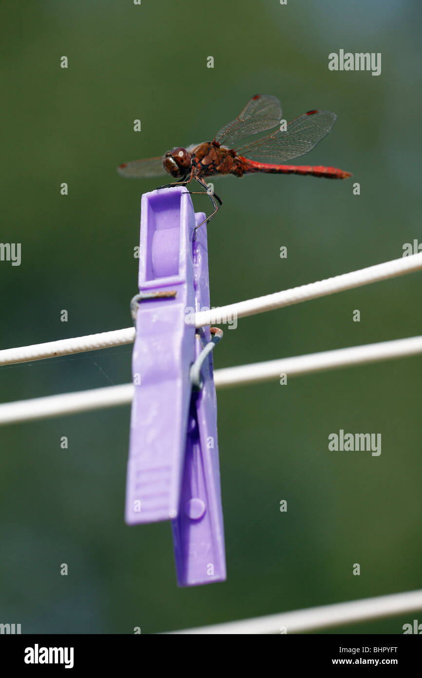 Ruddy Darte Dragonfly (Sympetrum sanguineum), poggiante sulla molletta da bucato, Isola di Texel, Olanda Foto Stock