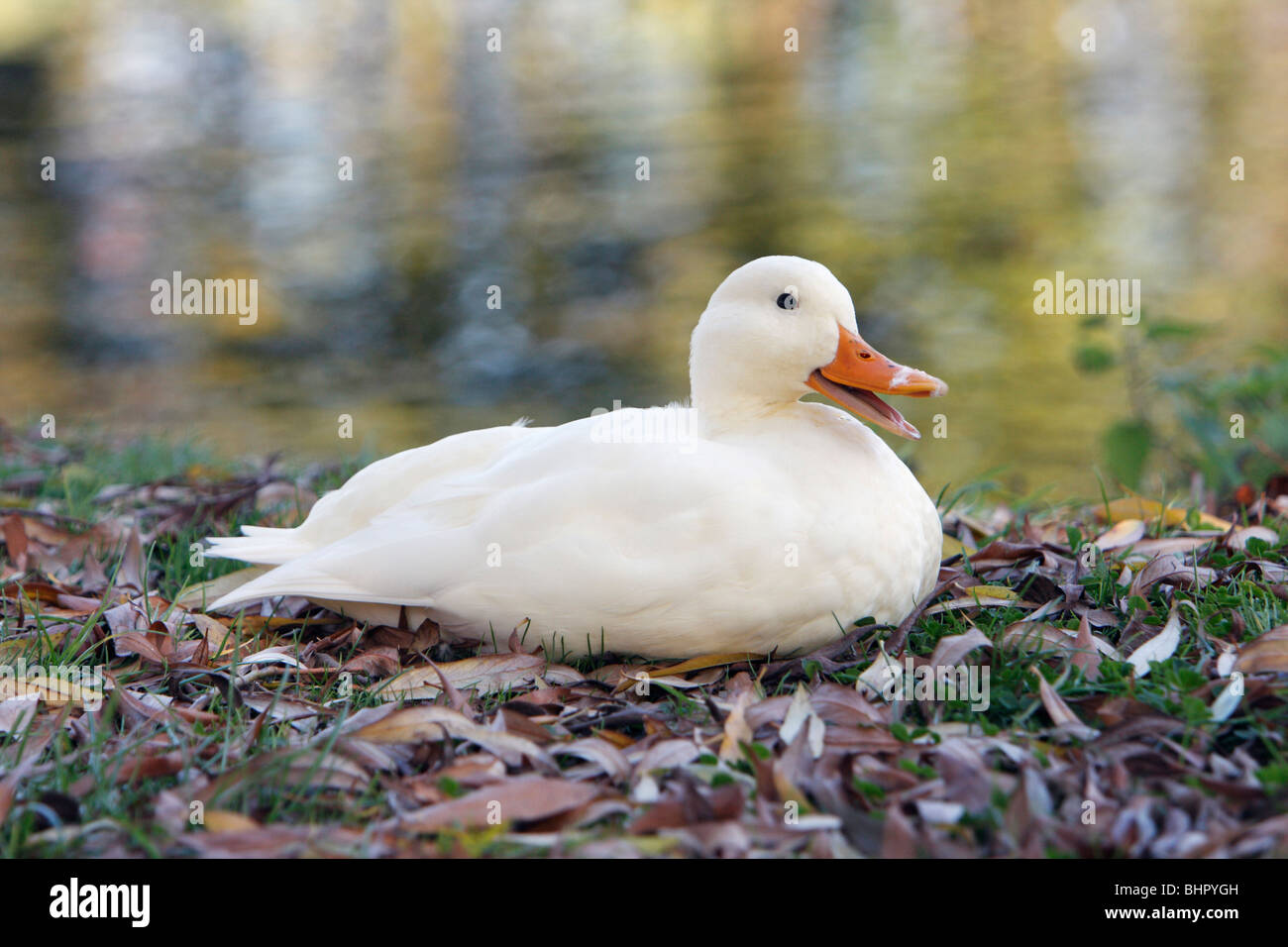 Bianco anatra domestica, seduto sulla riva del fiume, Essex, Inghilterra, Regno Unito Foto Stock