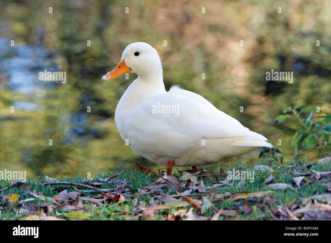Bianco anatra domestica, in piedi sulla riva del fiume, Essex, Inghilterra, Regno Unito Foto Stock