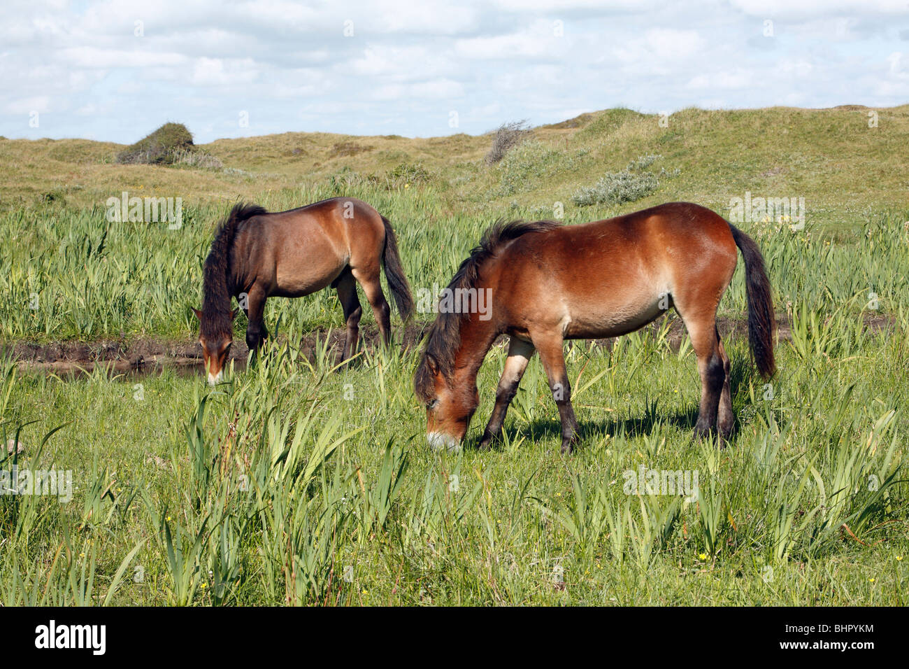 Exmoor Pony, De Bollekamer dune di sabbia del parco nazionale, Texel, Olanda Foto Stock