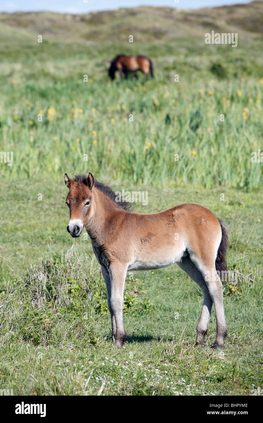 Exmoor Pony, puledro, De Bollekamer dune di sabbia del parco nazionale, Texel, Olanda Foto Stock