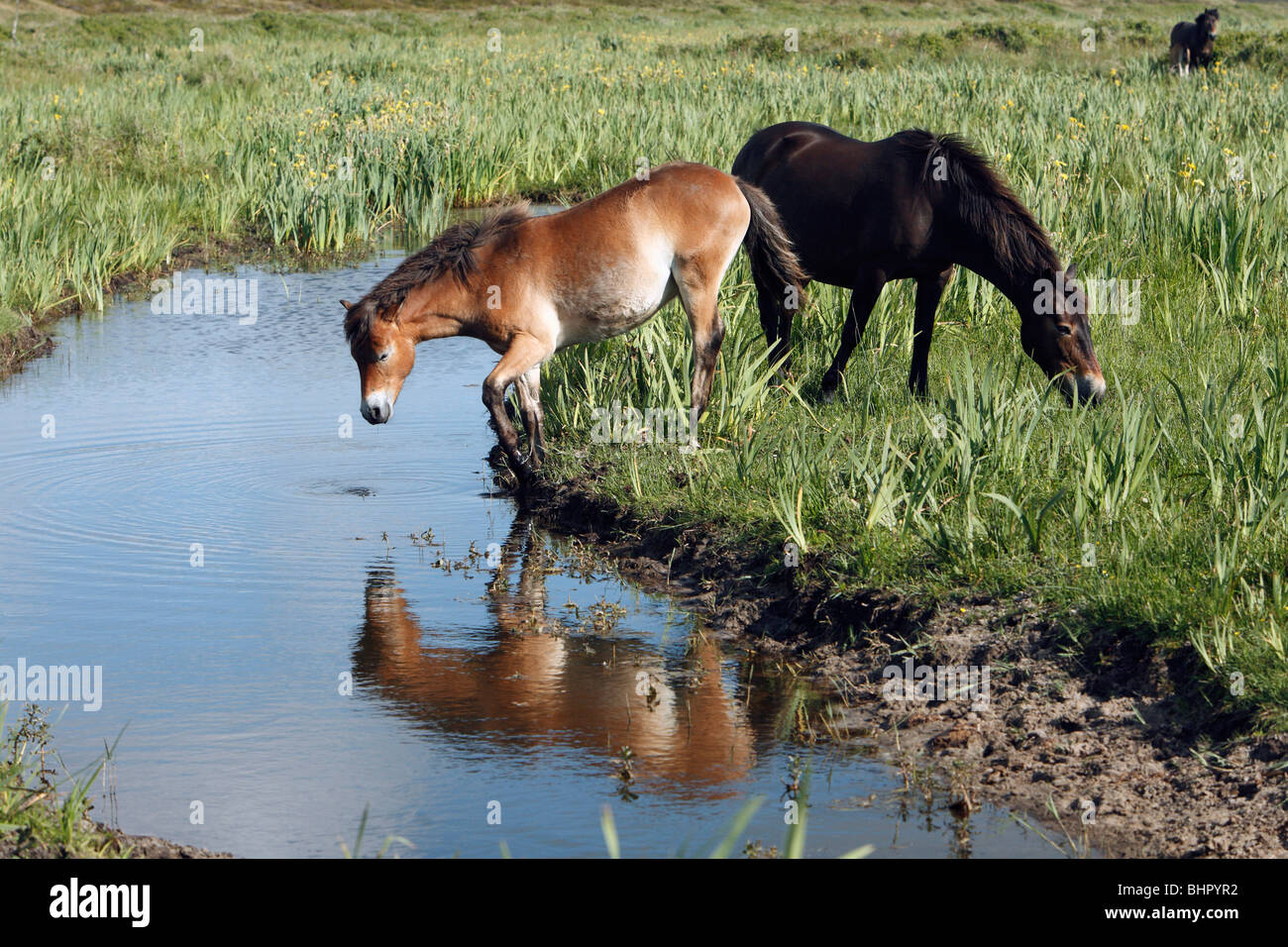 Exmoor Pony, due mares accanto all acqua, De Bollekamer dune di sabbia del parco nazionale, Texel, Olanda Foto Stock