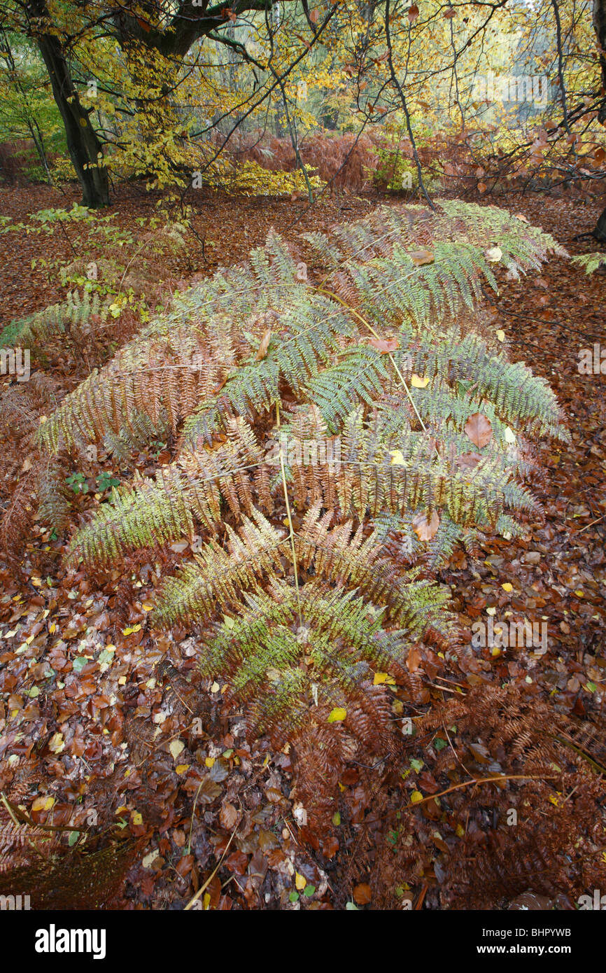 Bracken Frond Pteridium (sp), in autunno, coperto di foglie, Germania Foto Stock