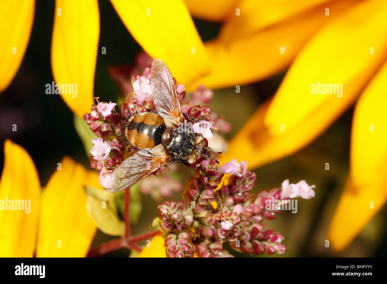 Tachinid Fly (Tachina fera), alimentando il fiore giardino, Germania Foto Stock