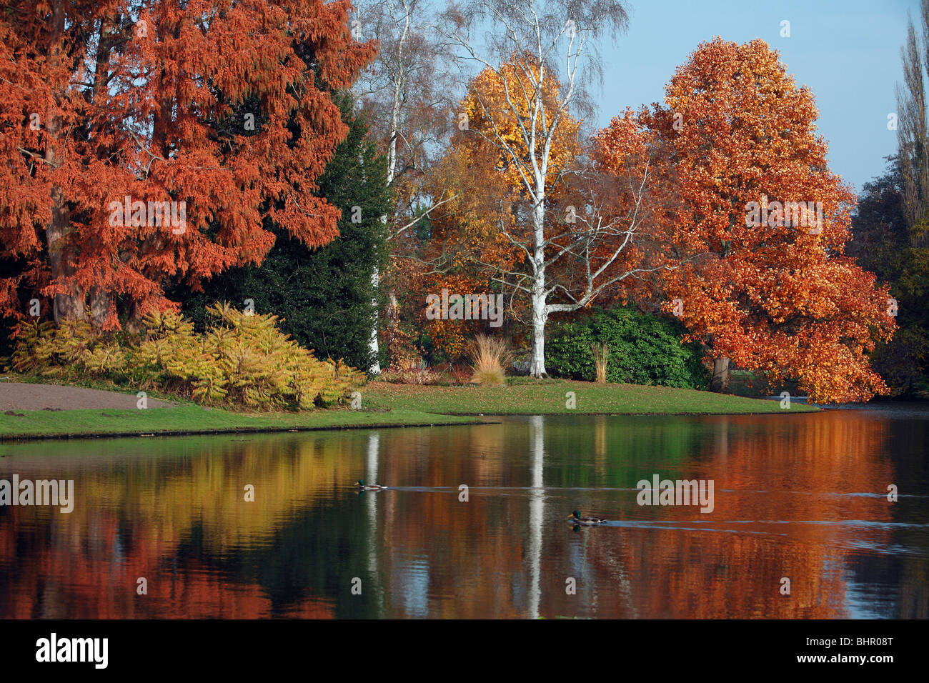 Gli alberi del parco, riflettendo Colore di autunno nel lago, Kassel, Hesssen, Germania Foto Stock