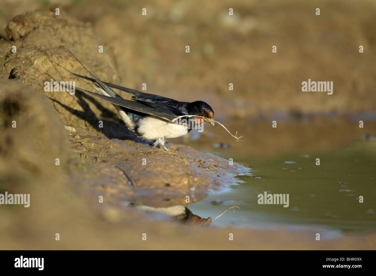 Barn Swallow (Hirundo rustica), la raccolta di materiale di nido dal pool, Portogallo Foto Stock