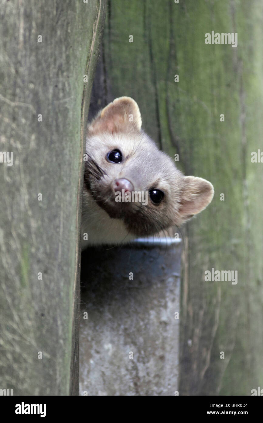 Faggio europeo / faina (Martes foina), il peering fuori den entrata nel gambo di albero, Germania Foto Stock