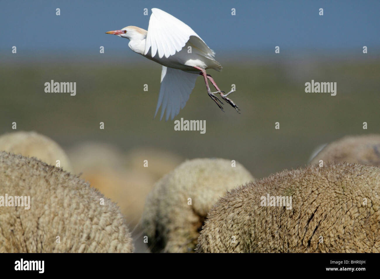 Airone guardabuoi (Bubulcus ibis), volare da pecore merino torna, Portogallo Foto Stock