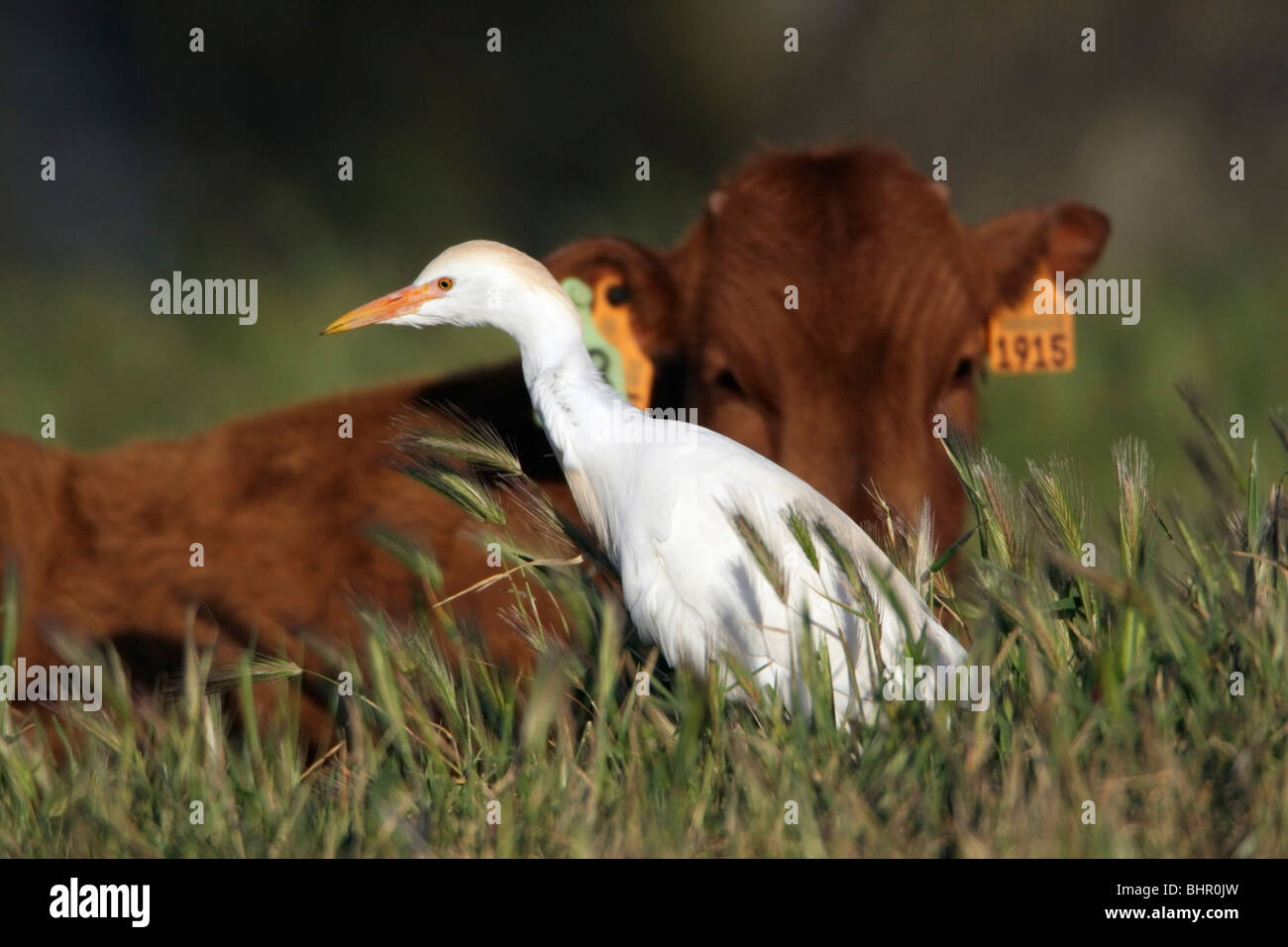 Airone guardabuoi (Bubulcus ibis), alla ricerca di cibo accanto a una mucca, Portogallo Foto Stock