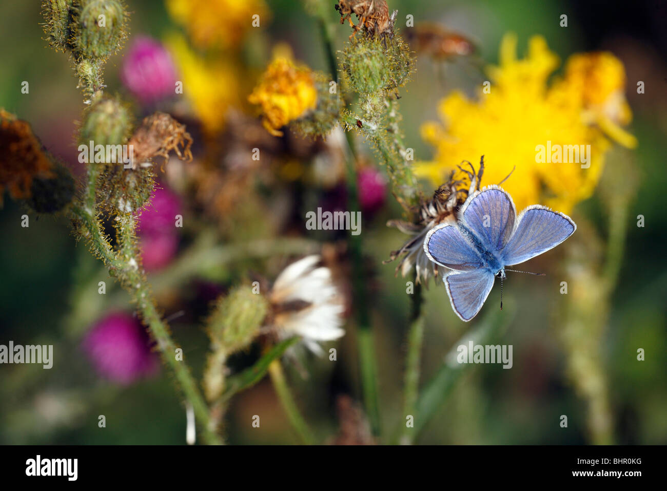 Comune di Blue Butterfly (Polyommatus icarus), maschio in appoggio, Germania Foto Stock