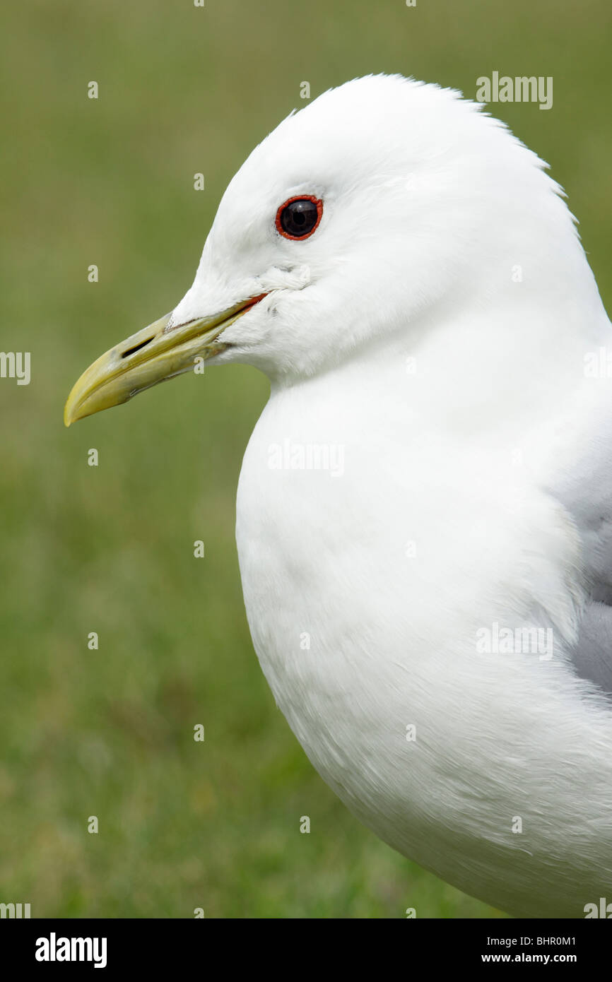 Gabbiano comune (Larus canus), ritratto, Texel, Olanda Foto Stock