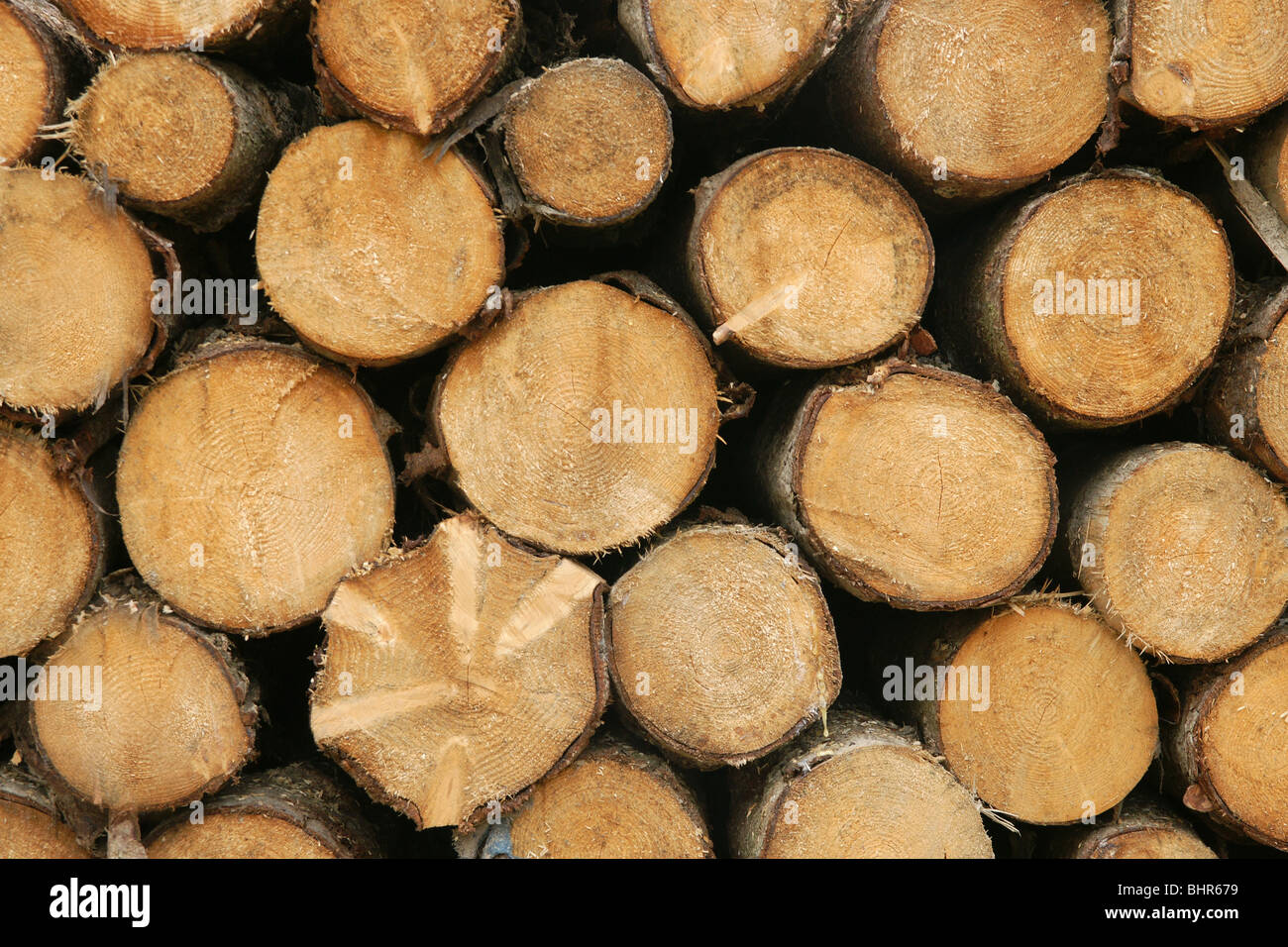 Pila di ciocchi di legna per il carburante Foto Stock