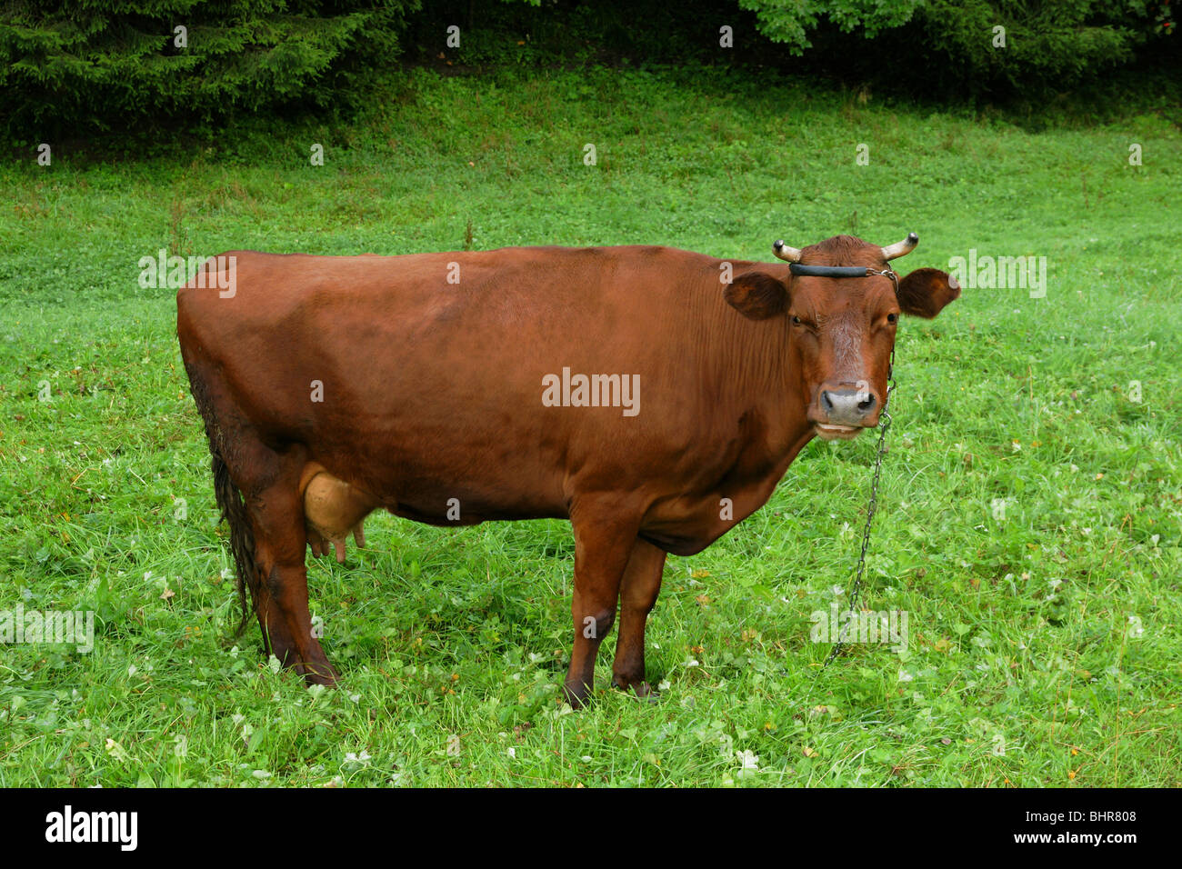Brown Red cow su verdi pascoli freschi nel lato paese Foto Stock