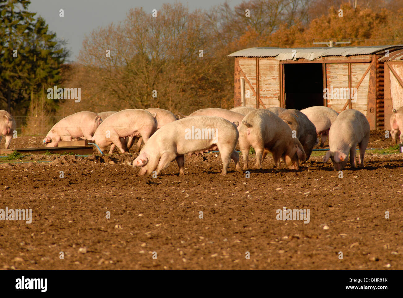 Alimentazione di suini in outdoor pig sty, Foto Stock