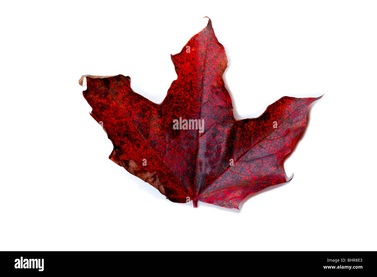 foglia di acero rossa Foto Stock