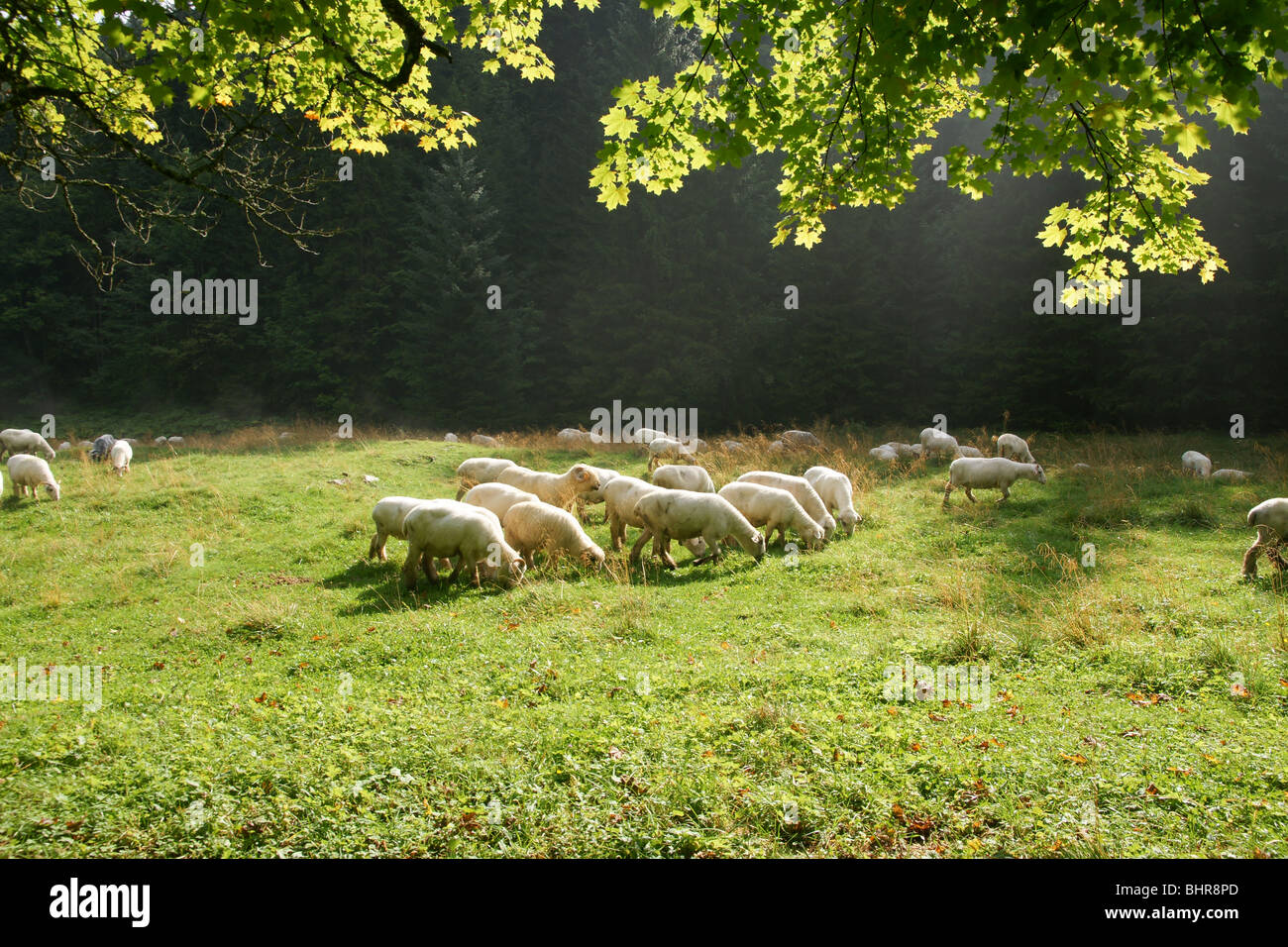 Pecore pascolano nei prati di montagna in estate il sole Foto Stock