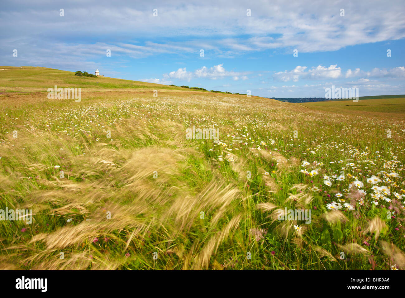 Ondeggianti nella brezza estiva di erba e fiori selvatici prati a Beachy Head Foto Stock