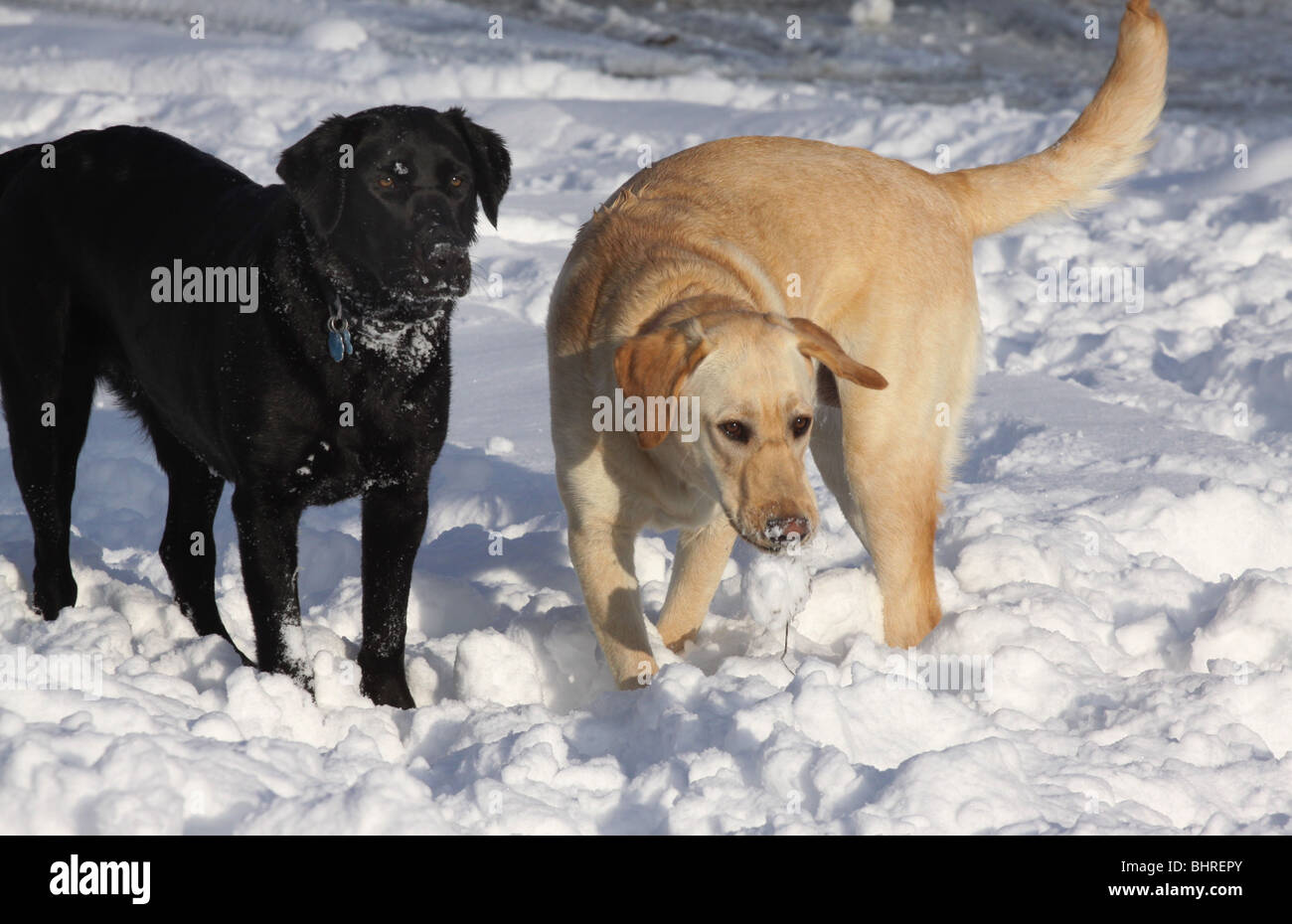 Bianco nero Labrador Cani gioco di neve Foto Stock Bianco nero Labrador Cani gioco di neve Foto Stock
